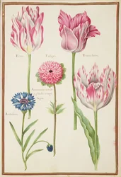 Trois tulipes 